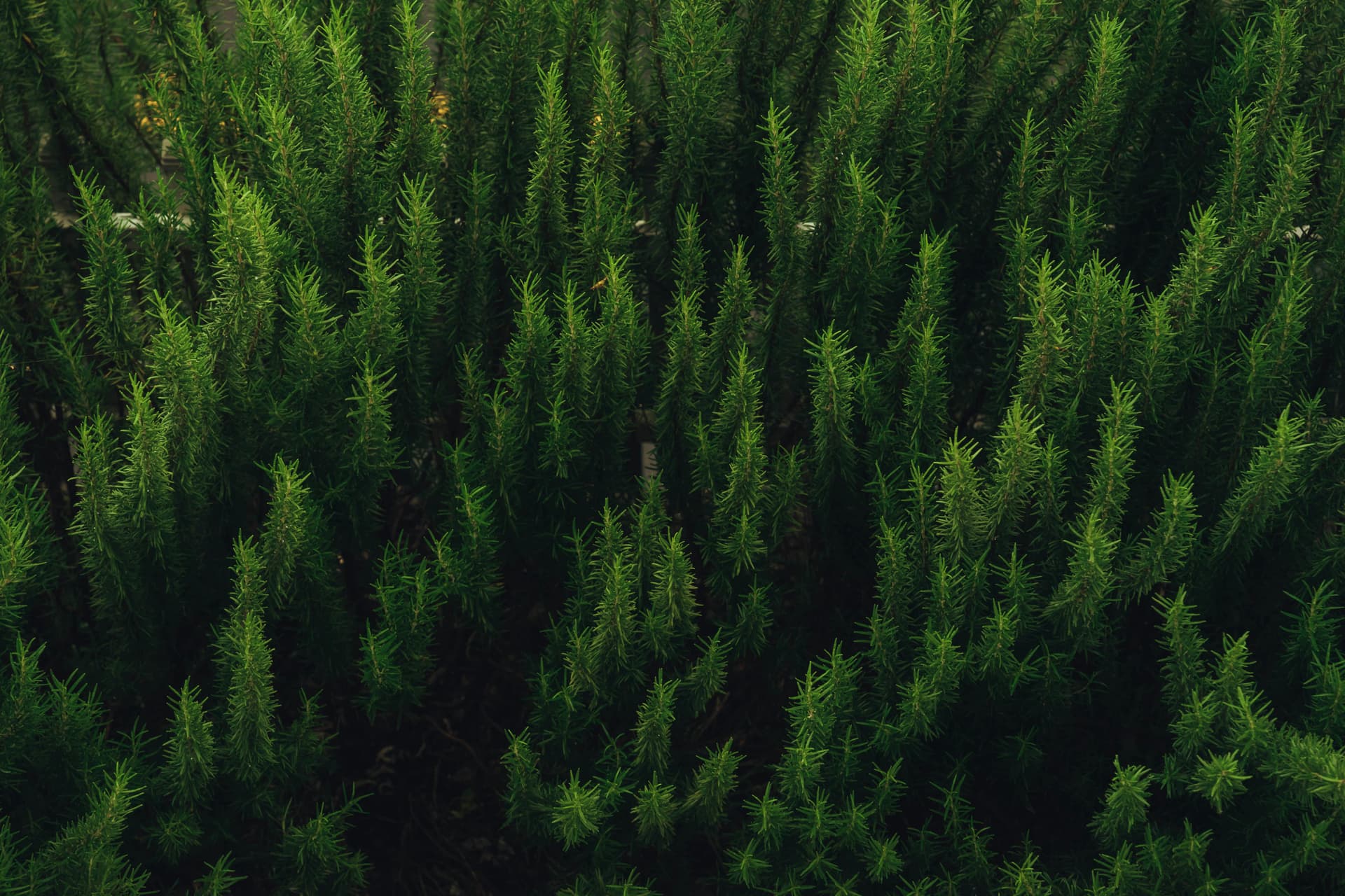 Cover image for Performance Optimization with QuantaJS: A Complete Guide